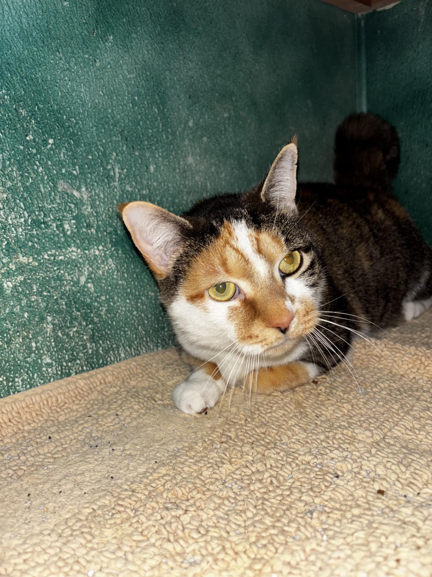 Lily, a ADOPTABLE Domestic Short Hair in Altoona, PA image 4/4