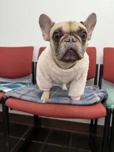 Enlarge Syndey, an adopted French Bulldog in Auburn, NE image 5/5