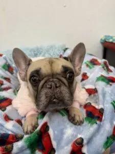 Enlarge Syndey, an adopted French Bulldog in Auburn, NE image 2/5
