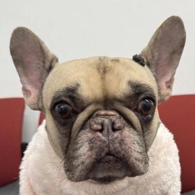 Enlarge Syndey, an adopted French Bulldog in Auburn, NE image 1/5