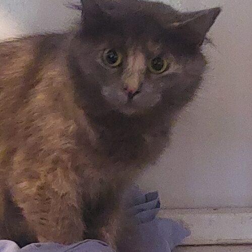 Enlarge Fontana, a Adoptable Dilute Tortoiseshell in New Market, MN image 1/1