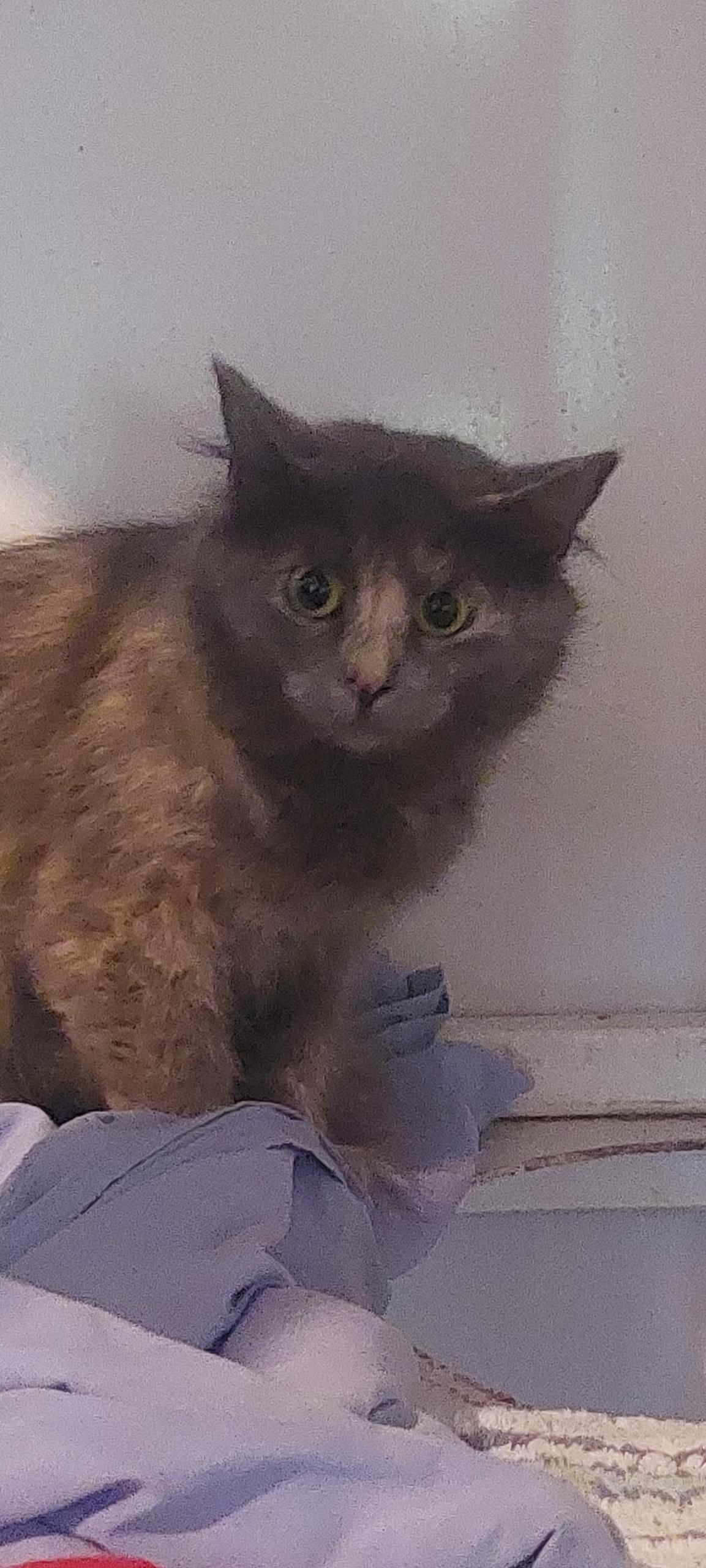 Fontana, Adoptable, Adult Female Dilute Tortoiseshell.