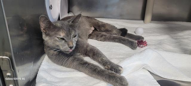 DOLLY, Adoptable, Young Female Domestic Short Hair.