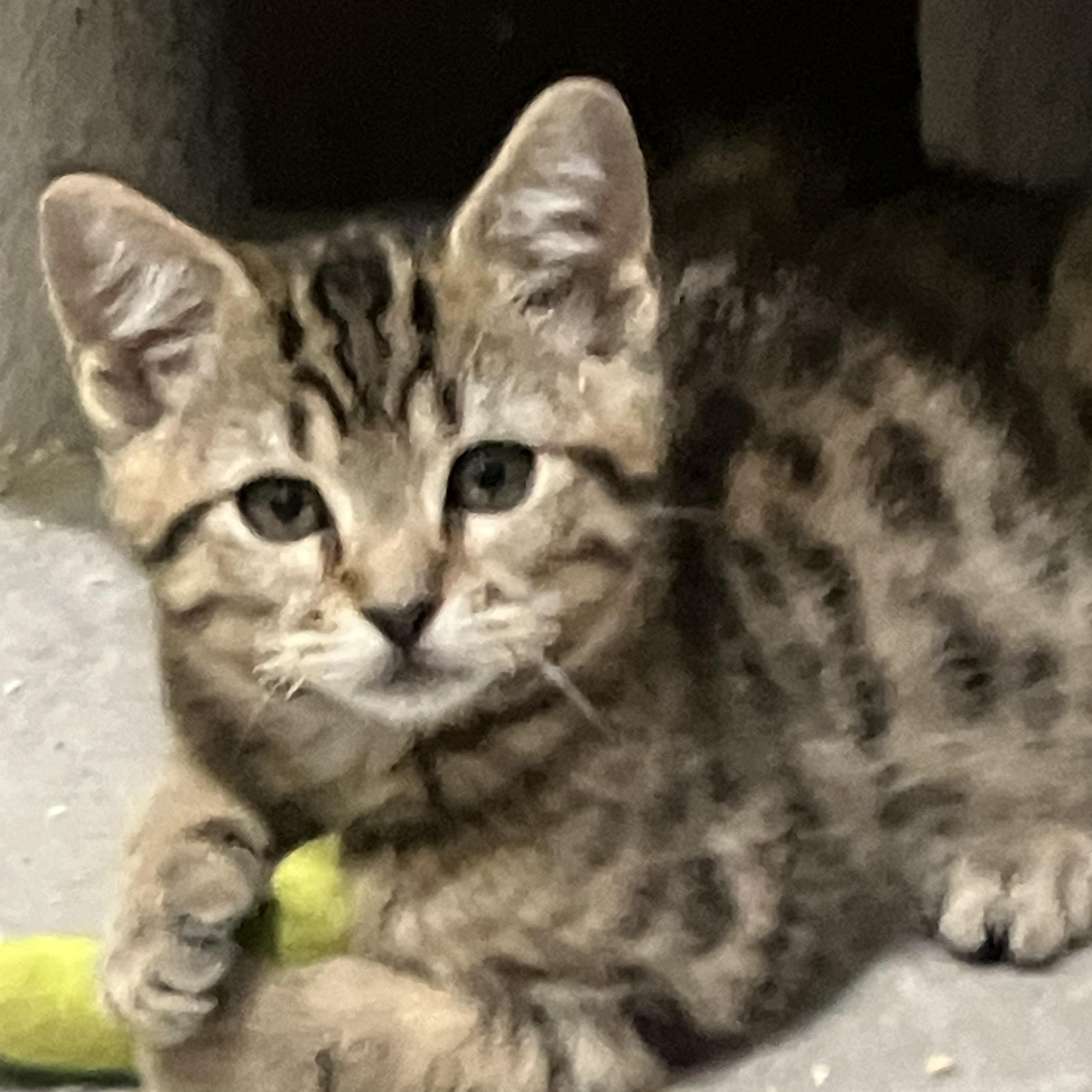 Enlarge Patriot Litter Kittens, a ADOPTABLE mixed breed in Jacksonville, FL image 3/3