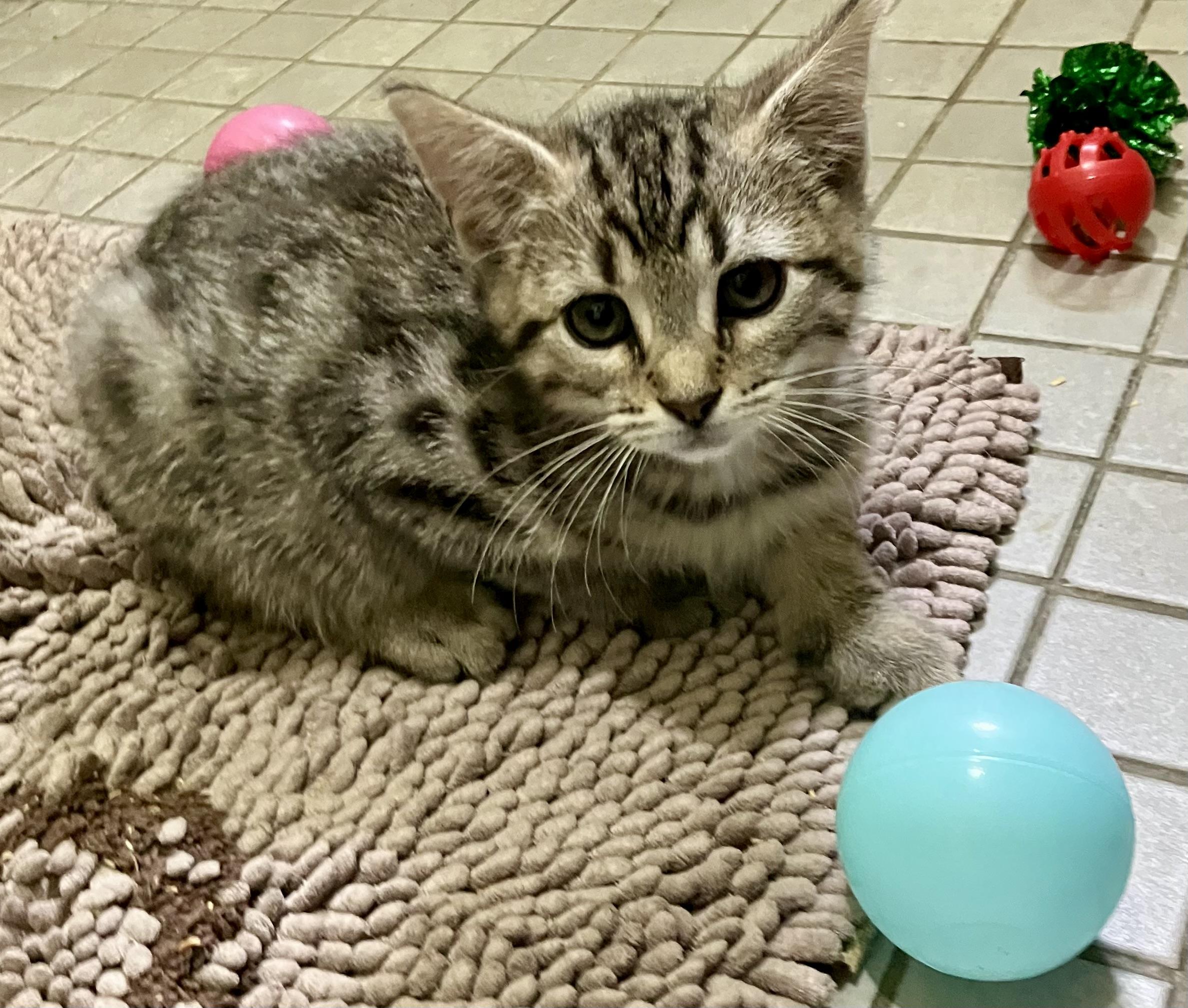 Patriot Litter Kittens, ADOPTABLE, Kitten Male Bengal & Tabby.