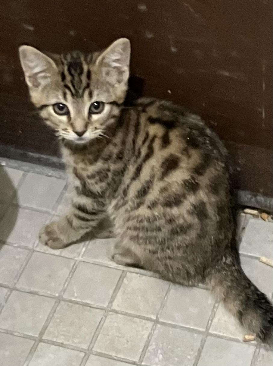 Enlarge Patriot Litter Kittens, a ADOPTABLE mixed breed in Jacksonville, FL image 2/3