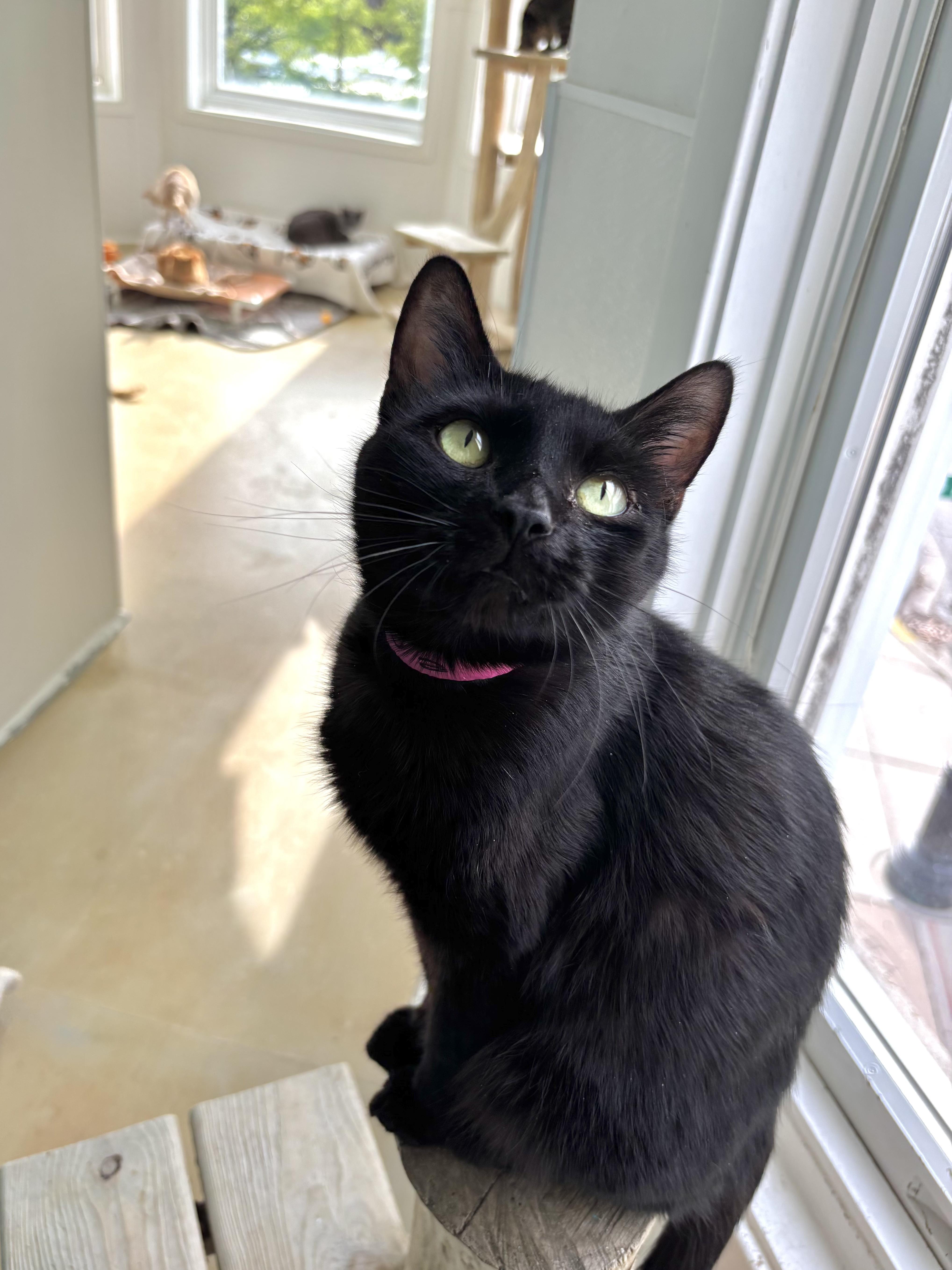Enlarge Cassava, a Adoptable Domestic Short Hair in Chicago, IL image 2/2