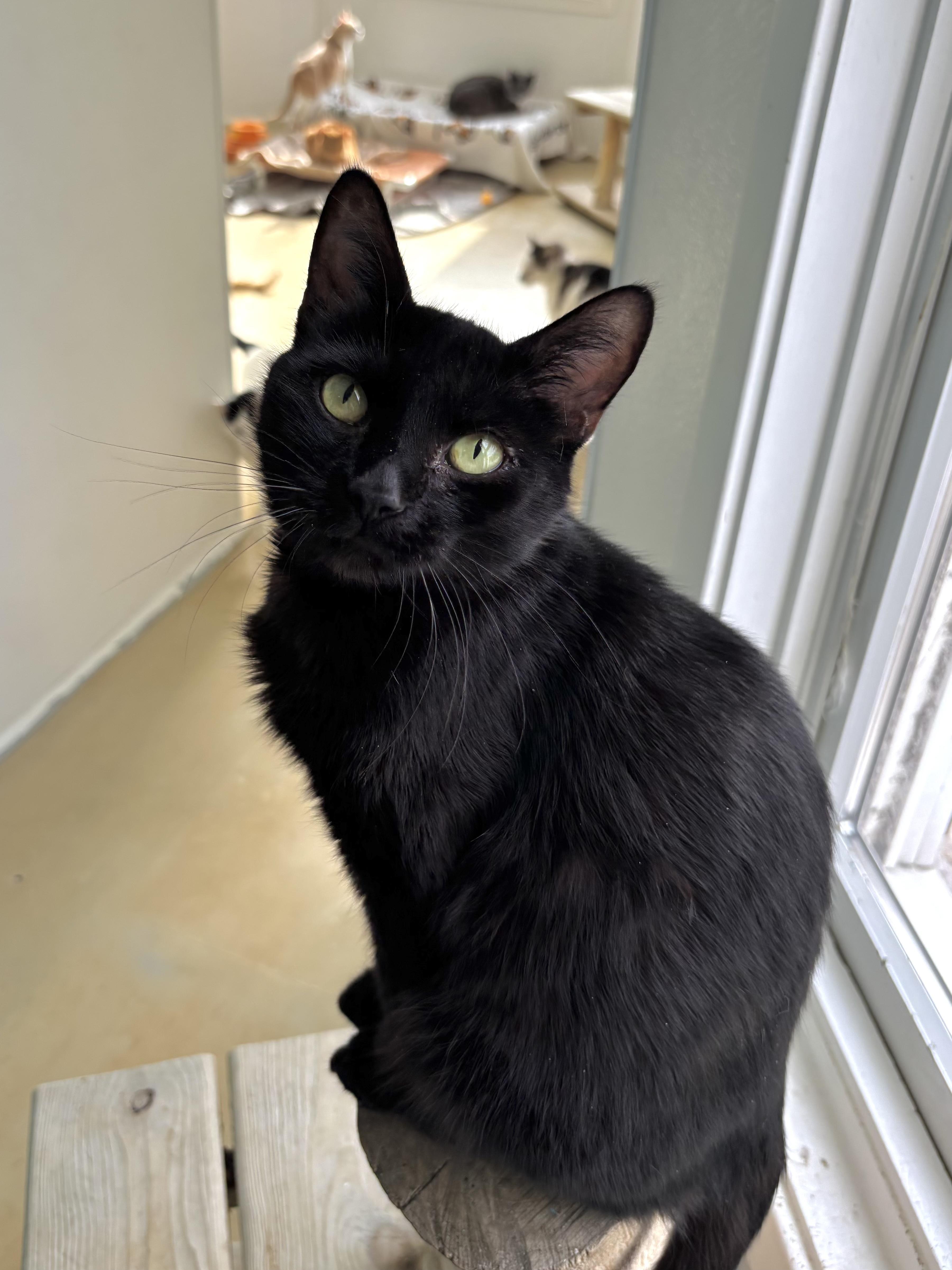 Cassava, Adoptable, Young Female Domestic Short Hair.