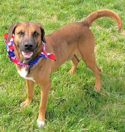 Roman, Adoptable, Adult Male Retriever & Mixed Breed.