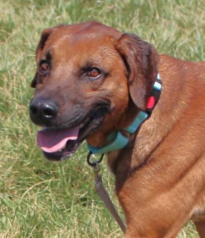 Enlarge Roman, a Adoptable mixed breed in Taylorsville, NC image 2/3