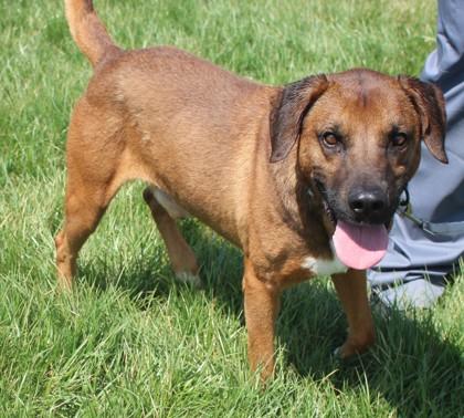 Enlarge Roman, a Adoptable mixed breed in Taylorsville, NC image 3/3