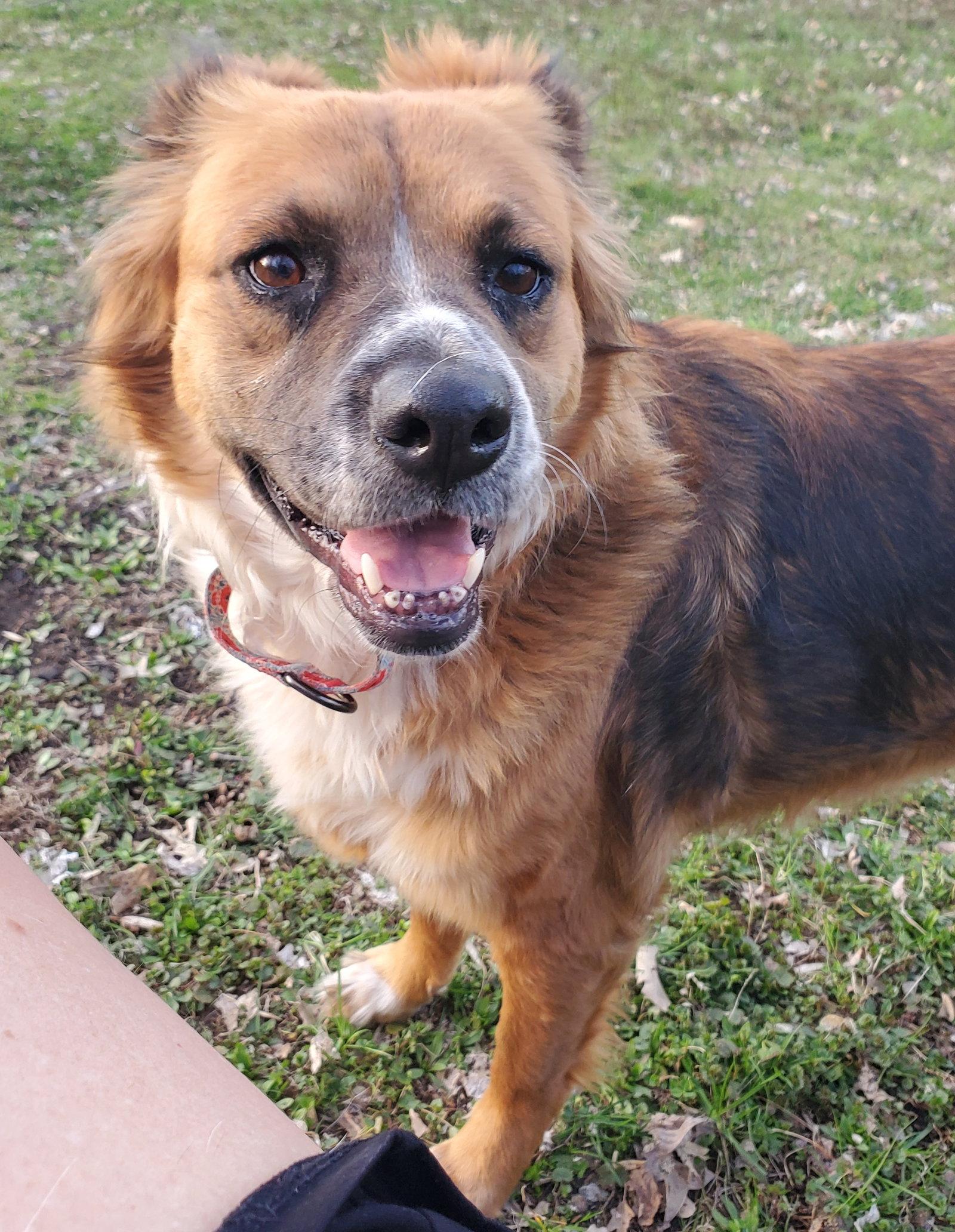Vero, Adoptable, Adult Female English Shepherd.