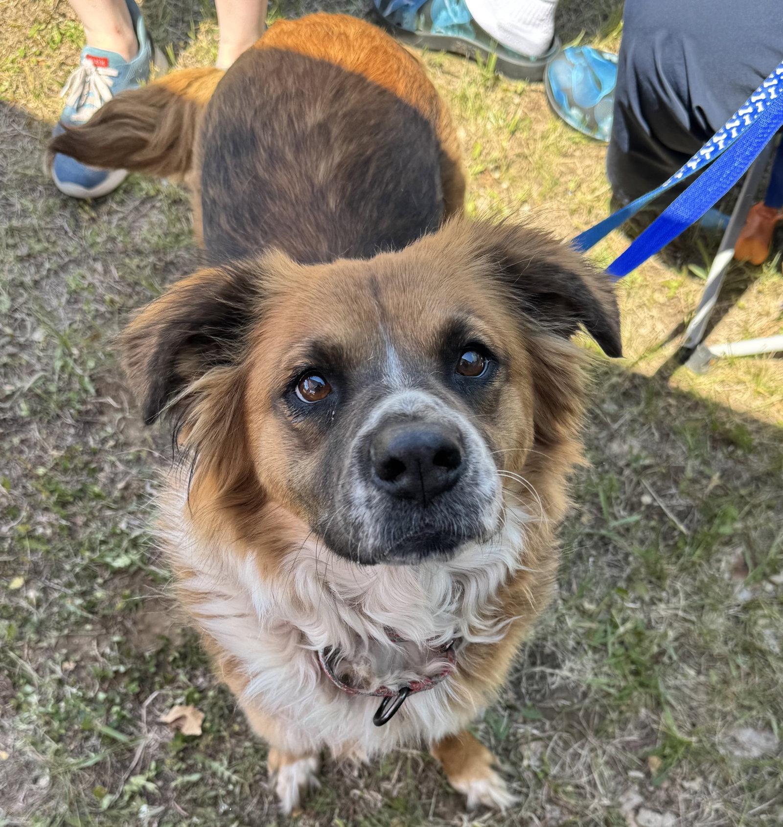 Vero, a Adoptable English Shepherd in Brooklyn Center, MN image 2/3