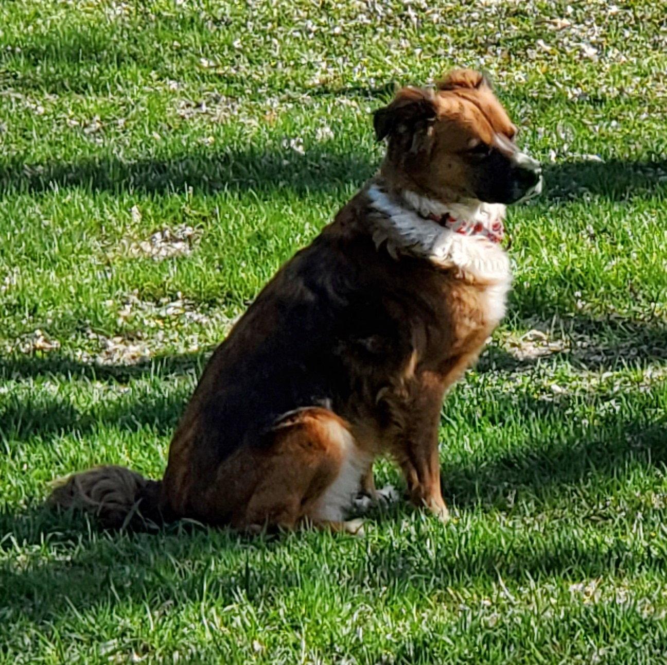 Vero, a Adoptable English Shepherd in Brooklyn Center, MN image 3/3