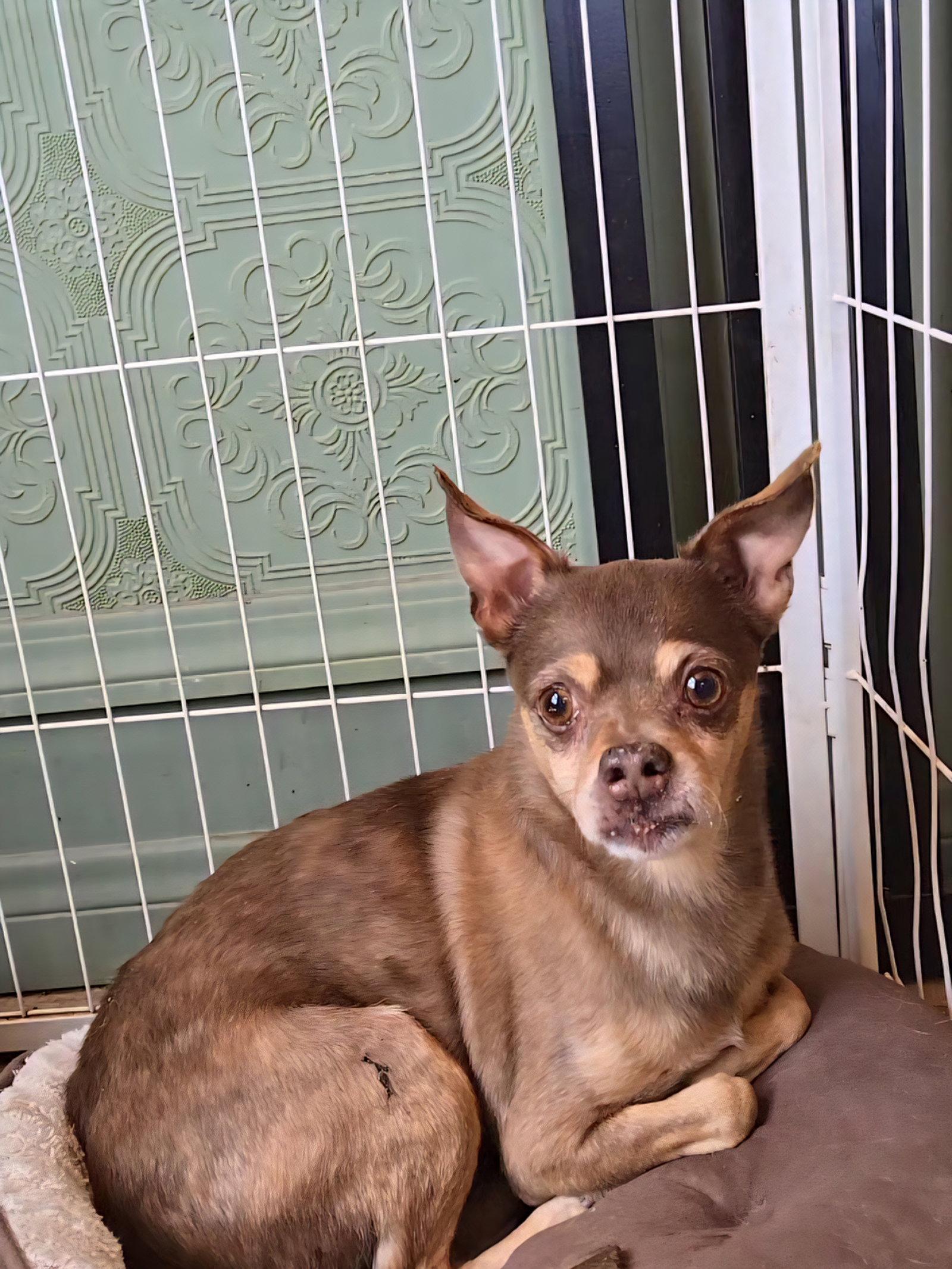 Chief, Adoptable, Adult Male Chihuahua.