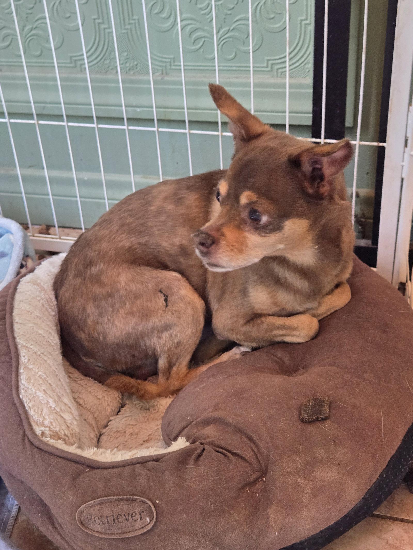 Enlarge Chief, a Adoptable Chihuahua in Fallbrook, CA image 2/3
