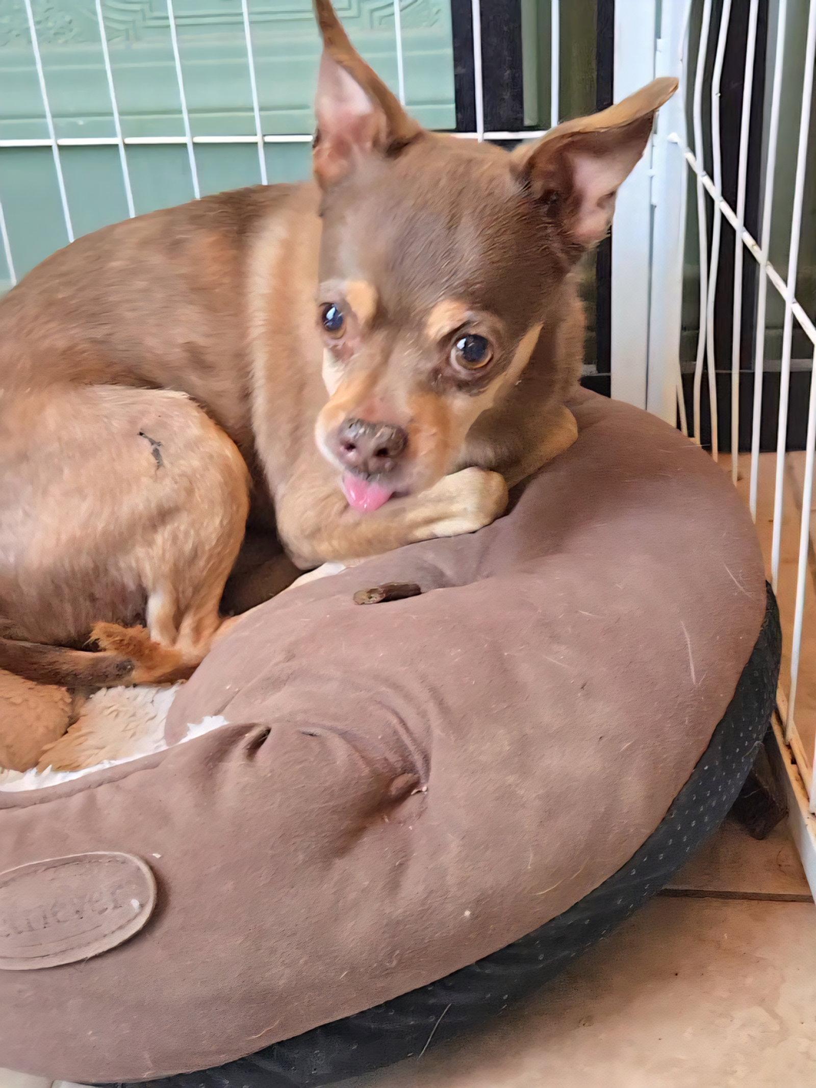 Enlarge Chief, a Adoptable Chihuahua in Fallbrook, CA image 3/3