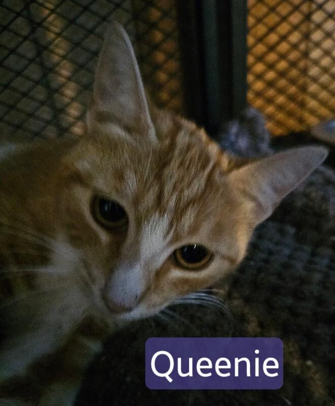 Queenie, Adoptable, Young Female Tabby.