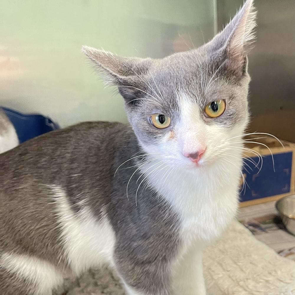 Rico, Adoptable, Kitten Male Domestic Short Hair.