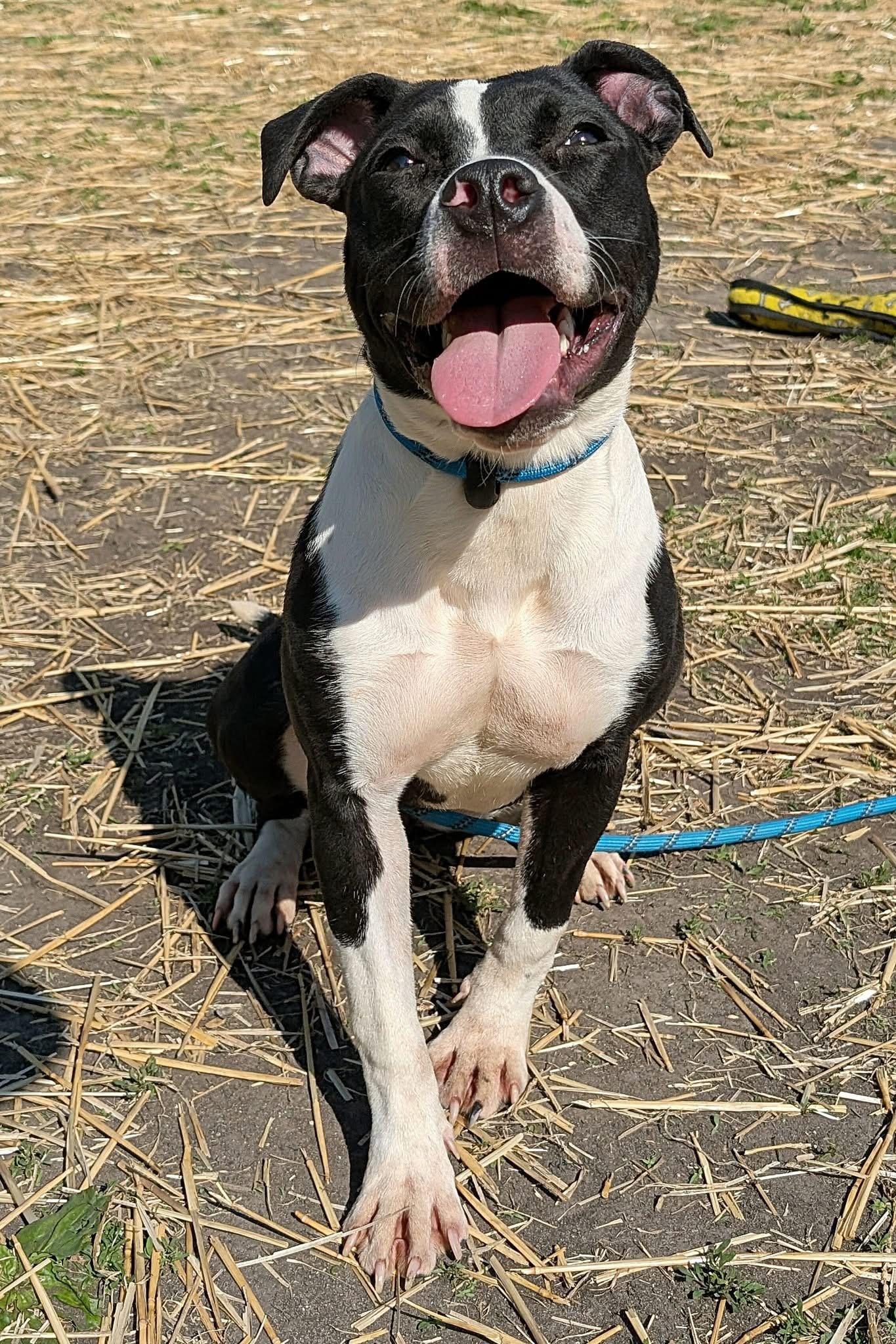 Enlarge Play-Doh, a ADOPTABLE Pit Bull Terrier in Chicago, IL image 4/5