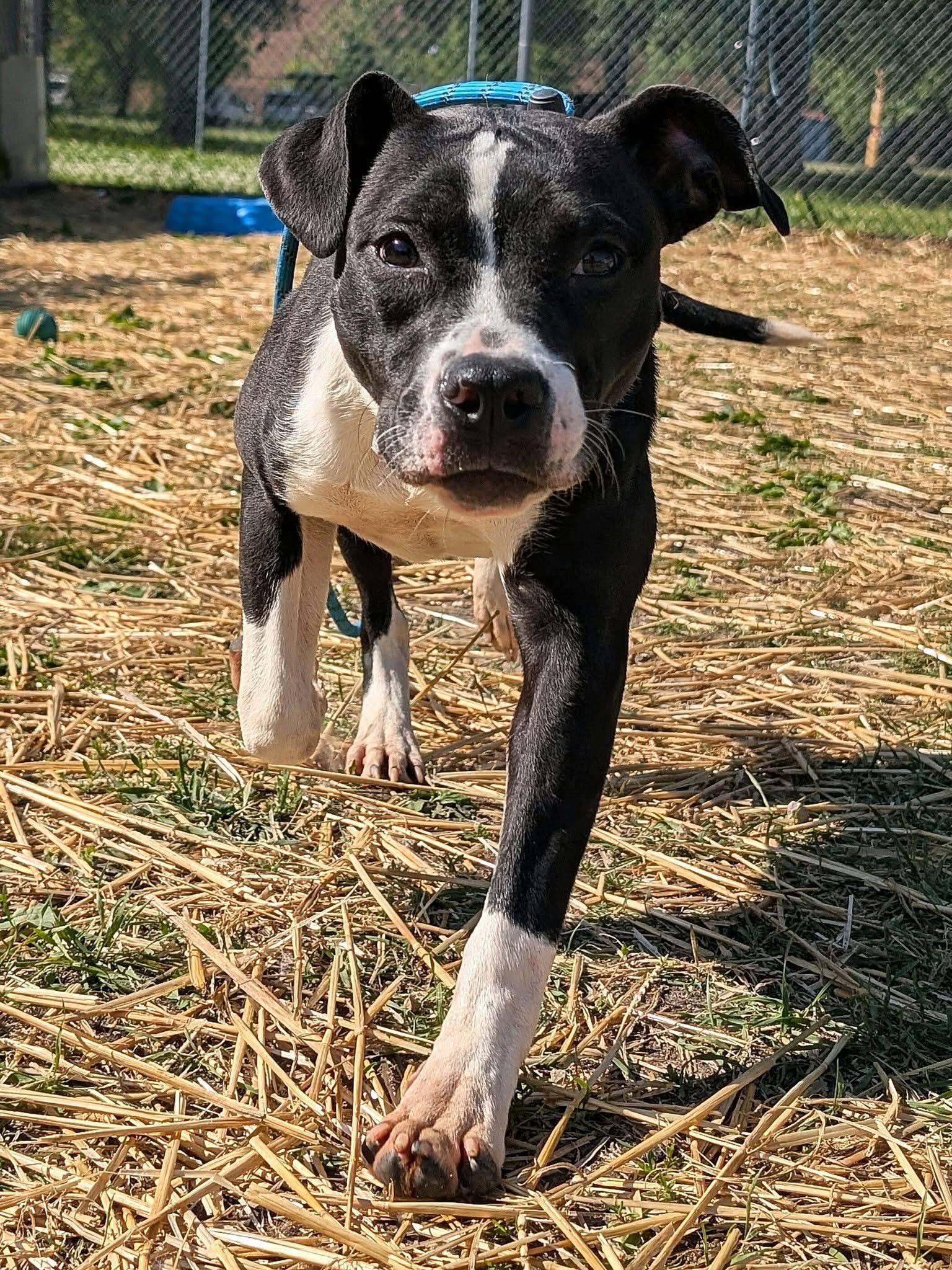 Enlarge Play-Doh, a ADOPTABLE Pit Bull Terrier in Chicago, IL image 2/5