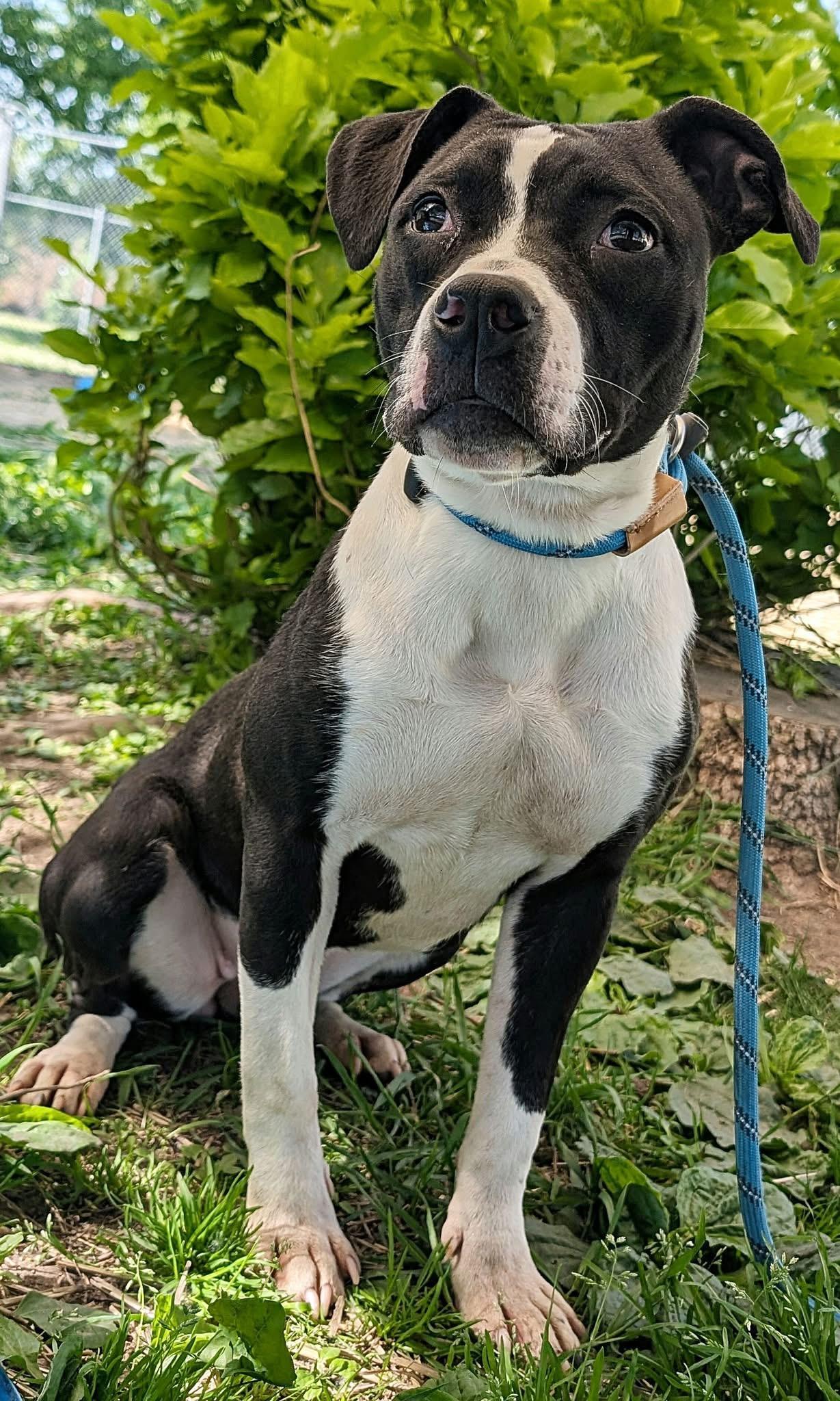Enlarge Play-Doh, a ADOPTABLE Pit Bull Terrier in Chicago, IL image 3/5