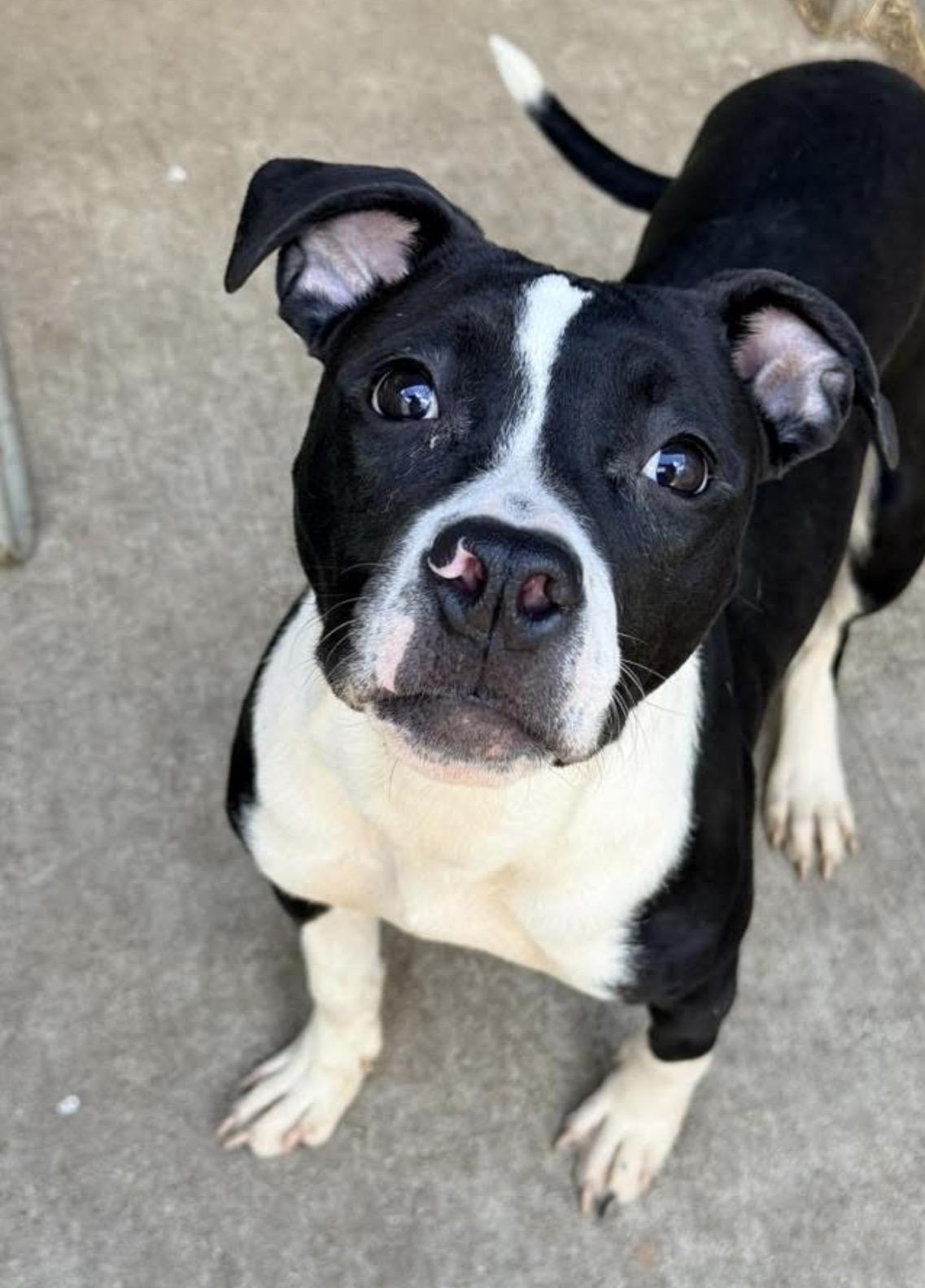 Enlarge Play-Doh, a ADOPTABLE Pit Bull Terrier in Chicago, IL image 1/5