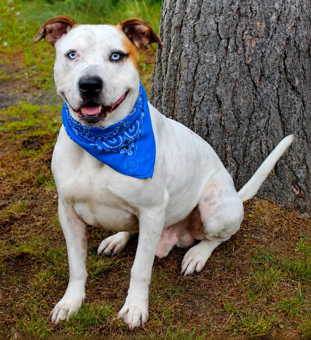 Corkey, a Adoptable Mixed Breed in Cheboygan, MI image 4/6
