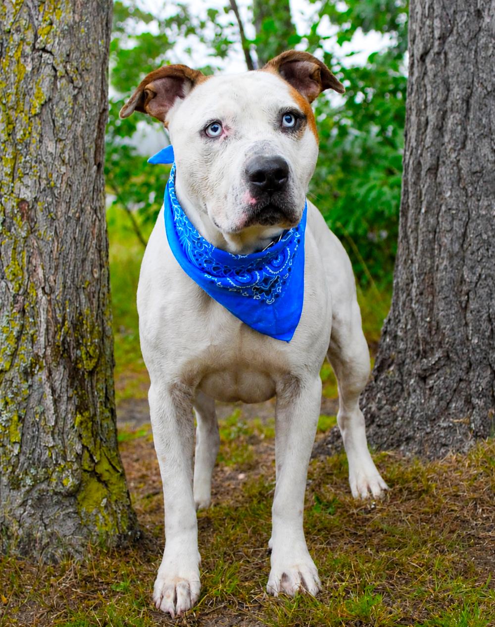 Corkey, a Adoptable Mixed Breed in Cheboygan, MI image 3/6
