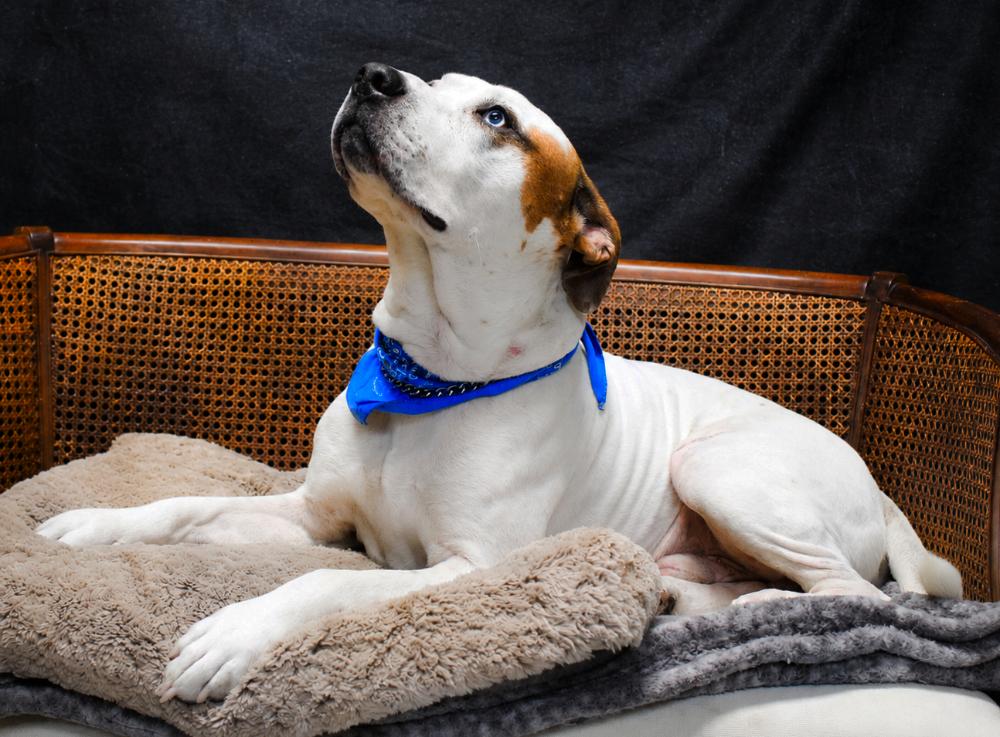 Corkey, a Adoptable Mixed Breed in Cheboygan, MI image 2/6