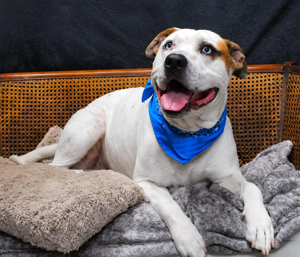 Corkey, Adoptable, Adult Male Mixed Breed.