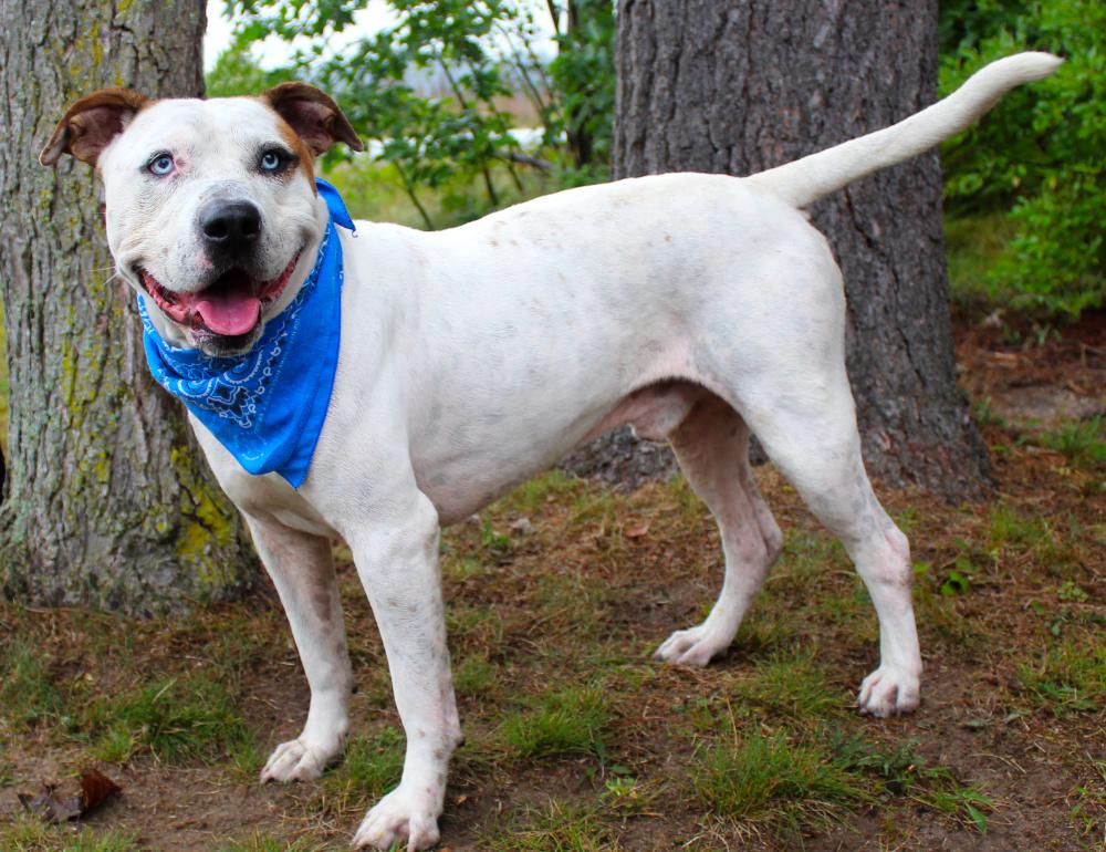 Corkey, a Adoptable Mixed Breed in Cheboygan, MI image 5/6
