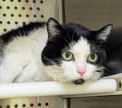 Enlarge Savannah, a Adoptable mixed breed in Montreal, QC image 2/3