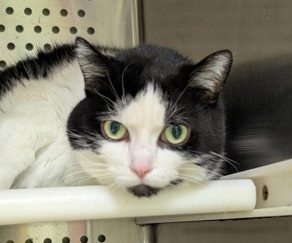 Enlarge Savannah, a Adoptable mixed breed in Montreal, QC image 3/3