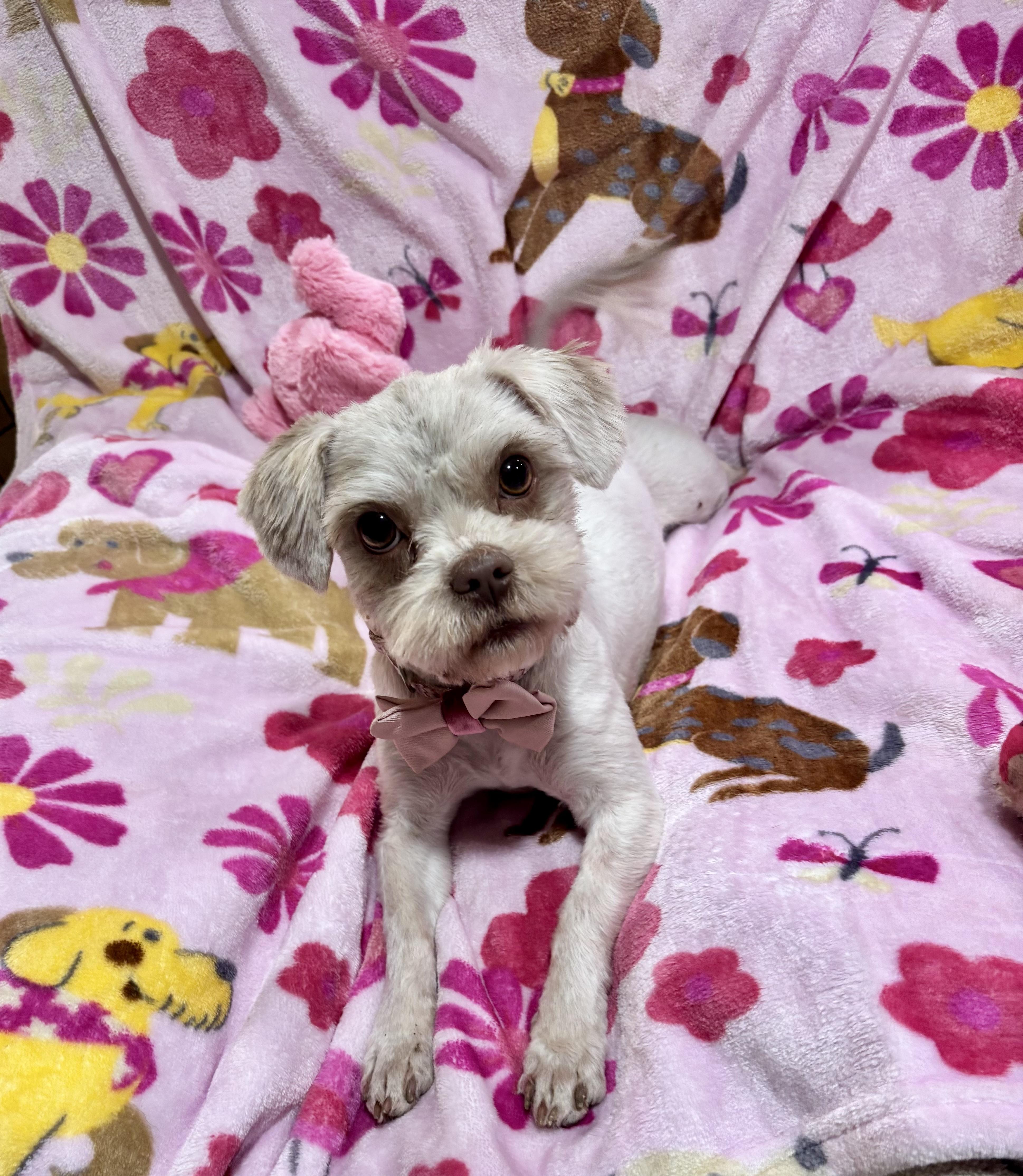 Taffy , an adopted mixed breed in Foster, OR image 2/6