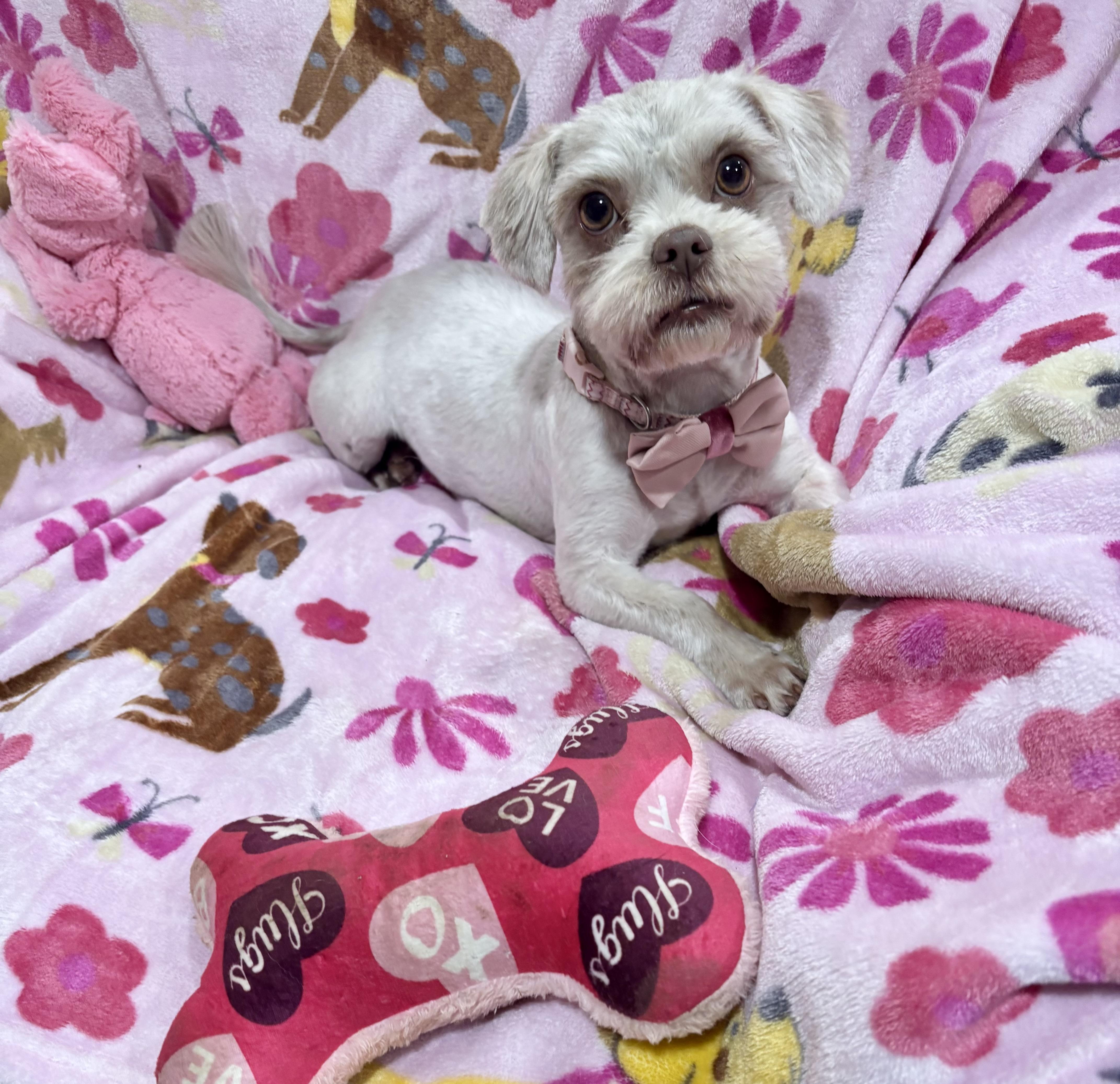 Taffy , adopted, Young Female Shih Tzu & Terrier.