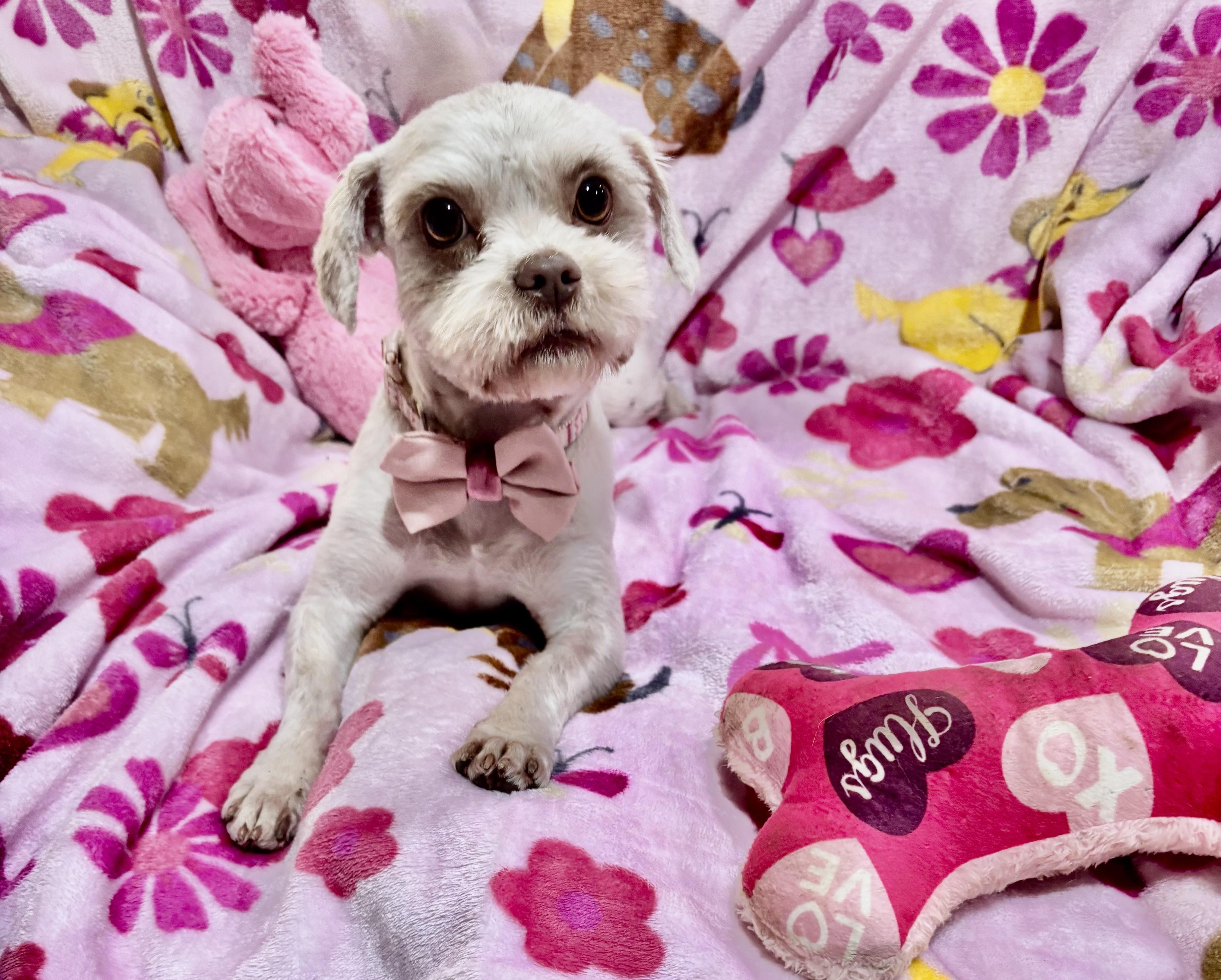 Taffy , an adopted mixed breed in Foster, OR image 4/6