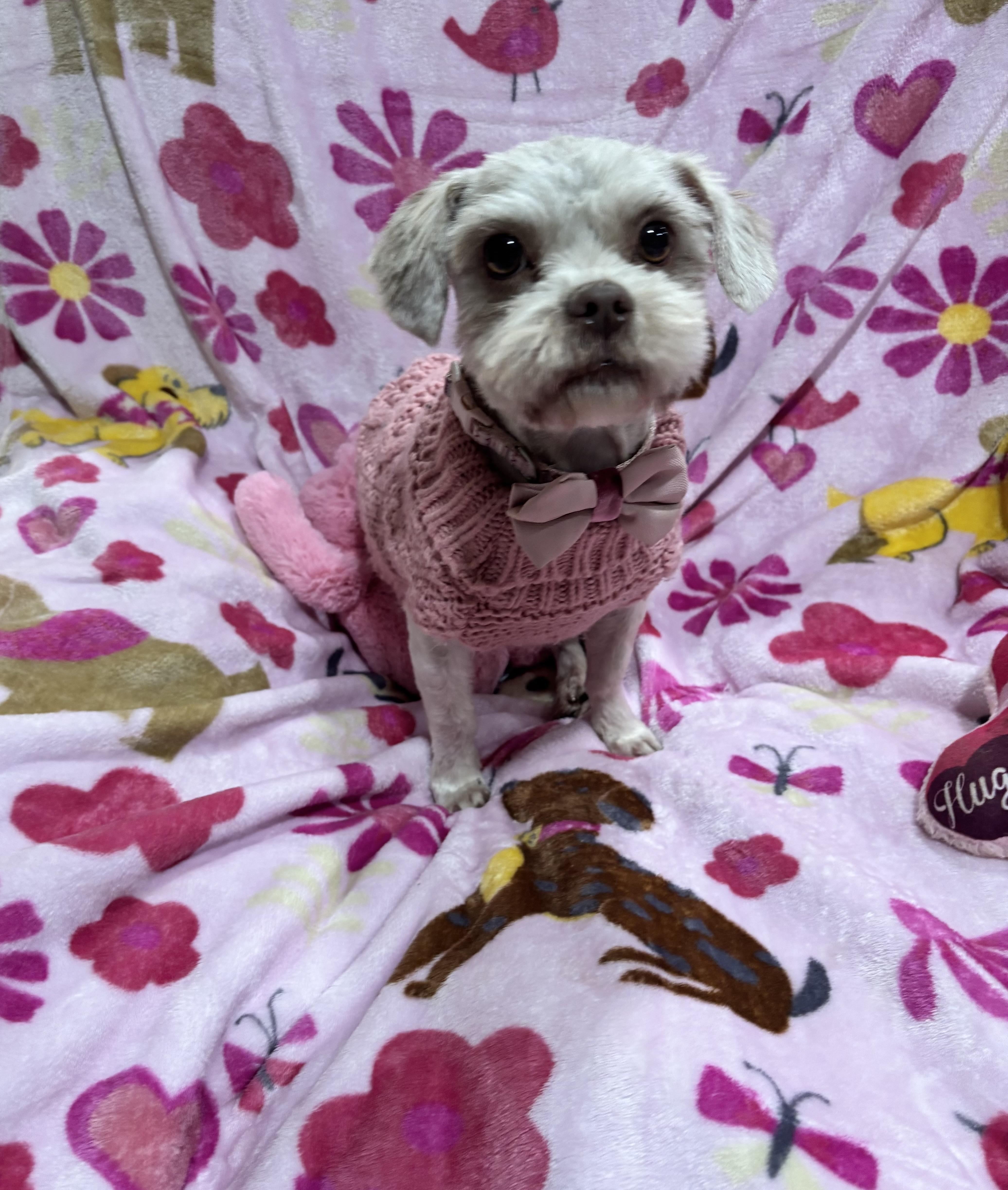 Taffy , an adopted mixed breed in Foster, OR image 3/6