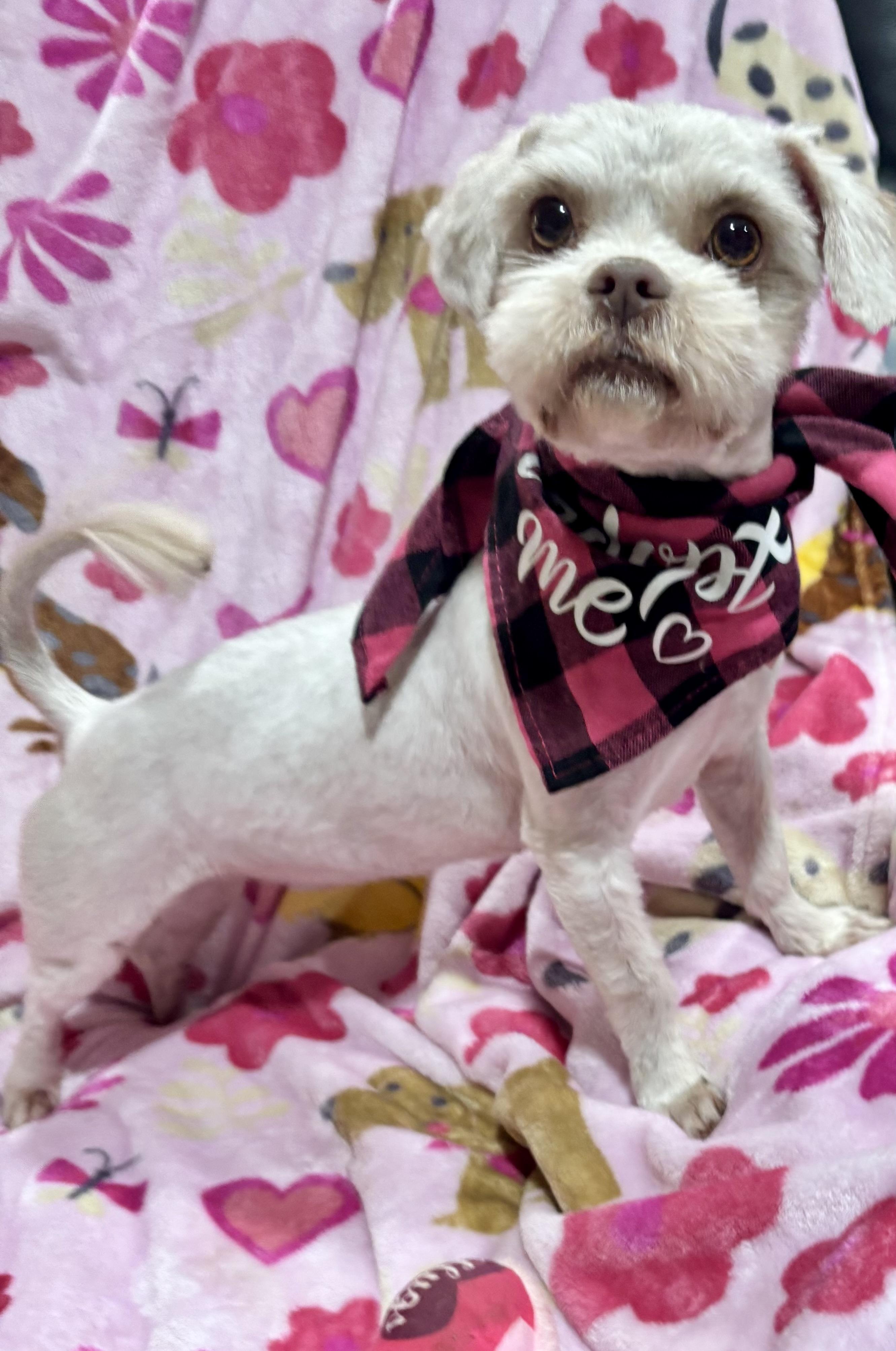 Taffy , an adopted mixed breed in Foster, OR image 6/6