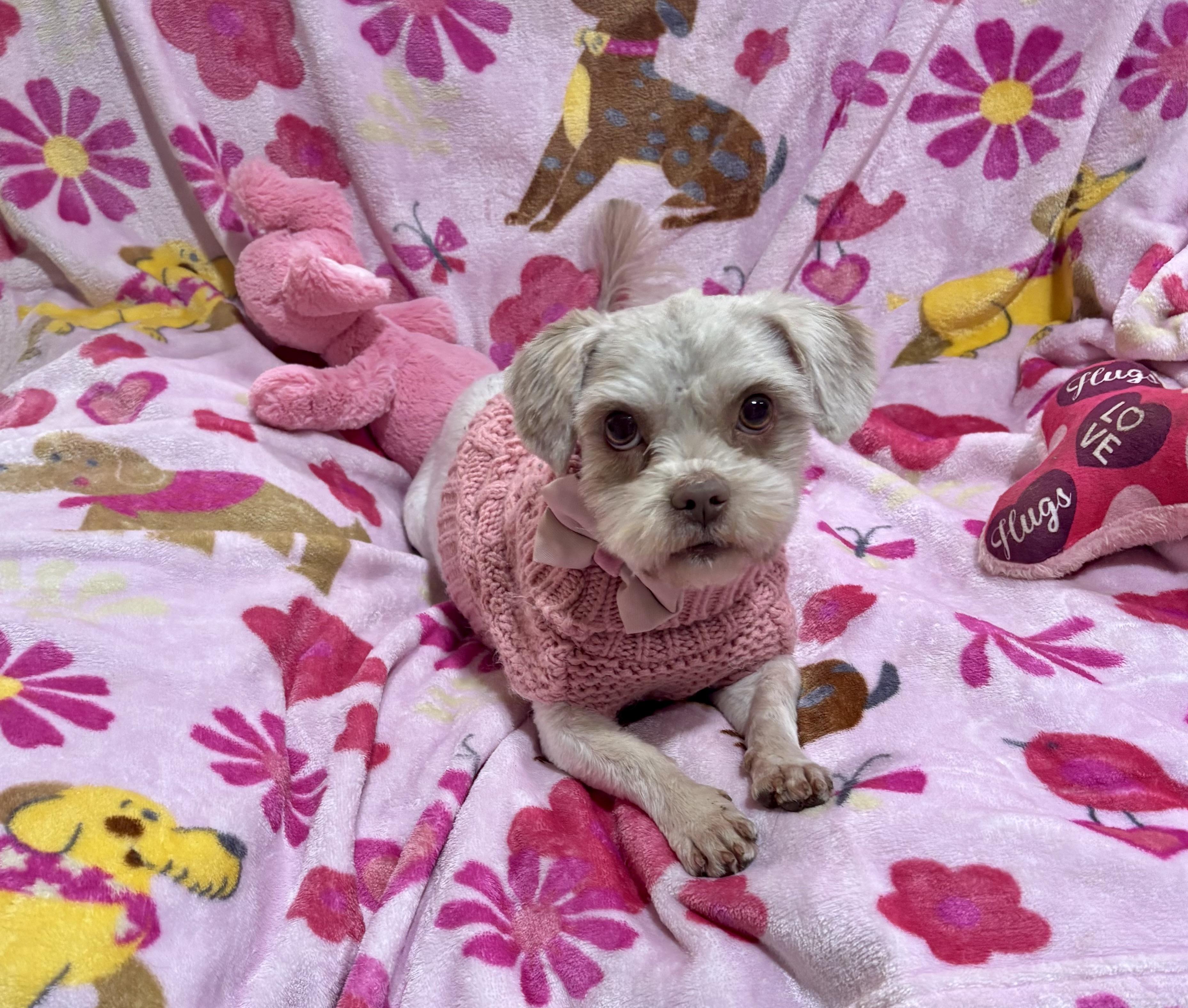 Taffy , an adopted mixed breed in Foster, OR image 5/6