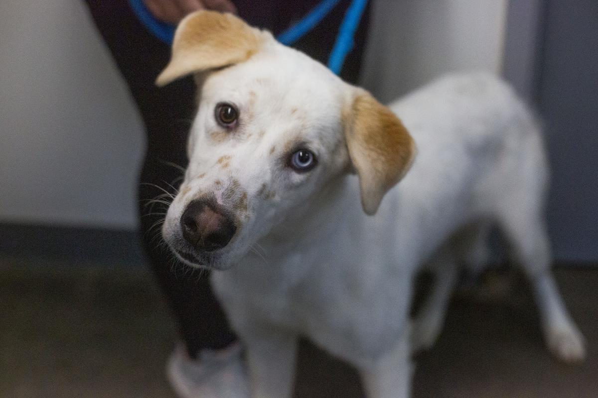 Lilith (Lady), Adoptable, Adult Female Husky.