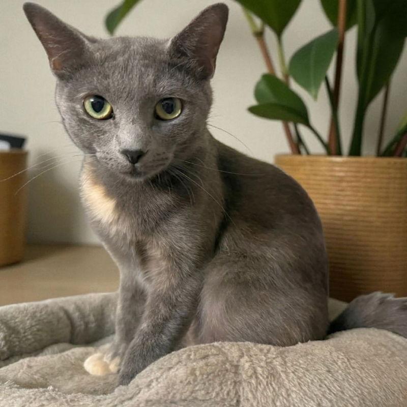 Midnight ! Big Beautiful Ears!, a Adoptable Dilute Calico in Knoxville, TN image 2/3