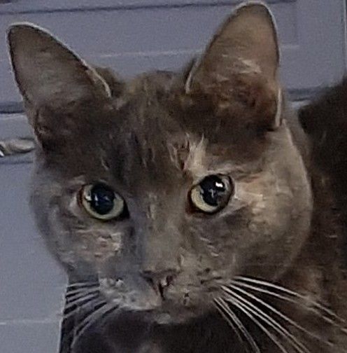 Brittany, a Adoptable mixed breed in Garden City, MI image 1/4