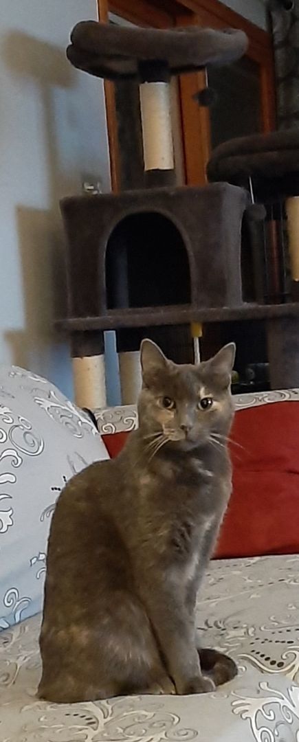 Brittany, a Adoptable mixed breed in Garden City, MI image 2/4