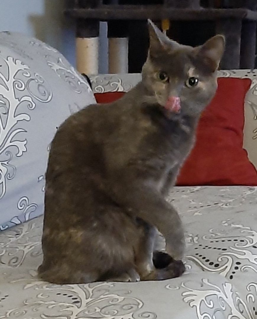 Brittany thumbnail 3