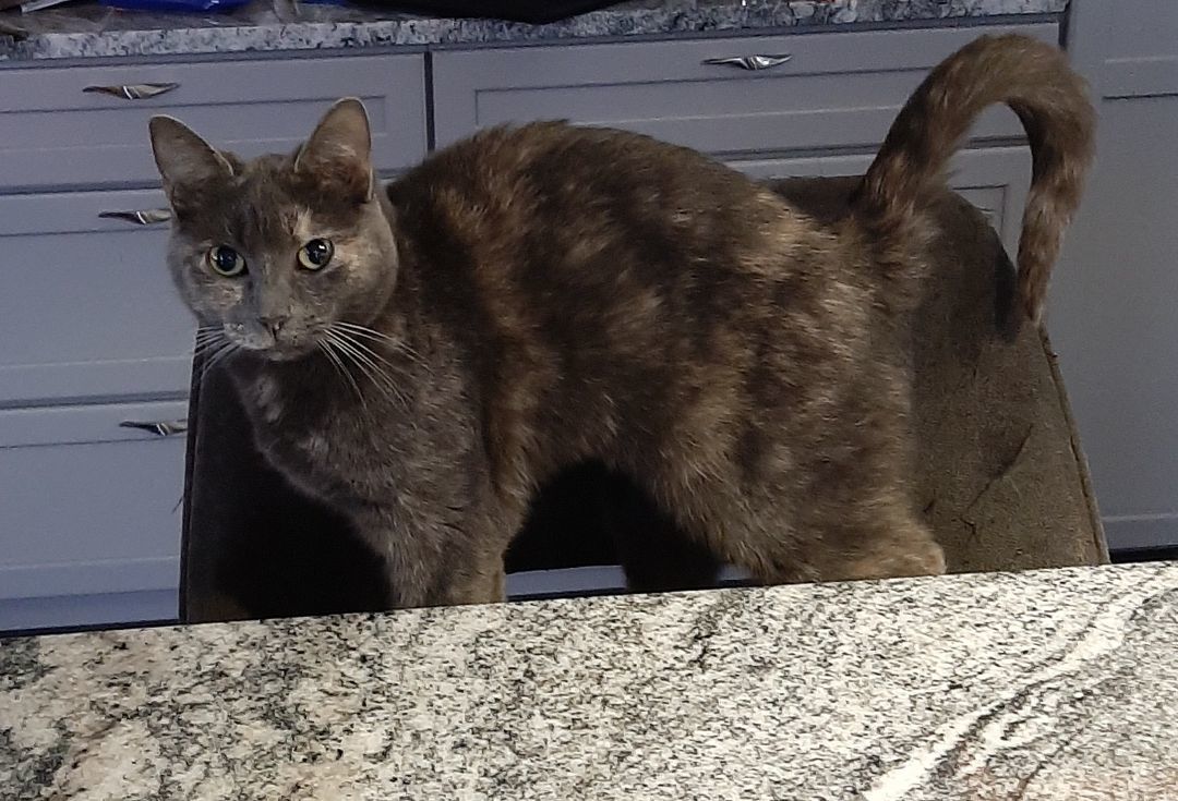 Brittany thumbnail 4