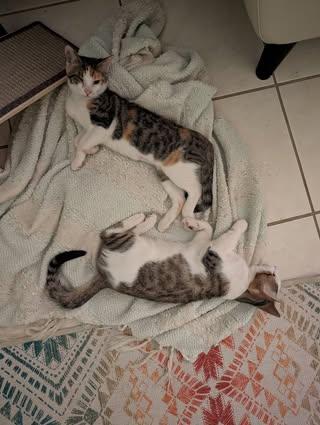 Enlarge Boba & Mochi, a Adoptable mixed breed in farmington, CT image 2/6