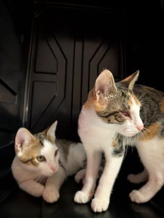 Enlarge Boba & Mochi, a Adoptable mixed breed in farmington, CT image 4/6