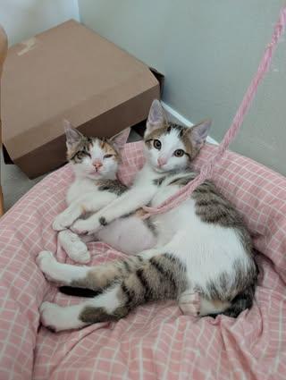 Enlarge Boba & Mochi, a Adoptable mixed breed in farmington, CT image 1/6