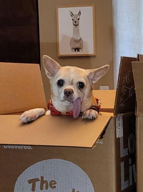 Mr.Wonder, Adoptable, Senior Male Chihuahua.